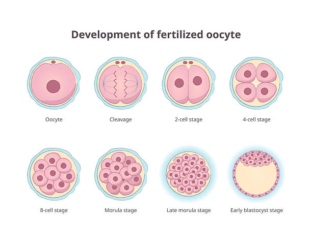 Morula Designs 190+ Oogenesis Stock Photos, Pictures & Royalty-Free Images - iStock
