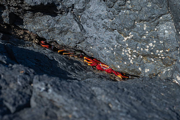 Close-up of colorful Sally Lightfoot crabs hiding among volcanic rocks on the coast of Gran Canaria, Canary Islands.