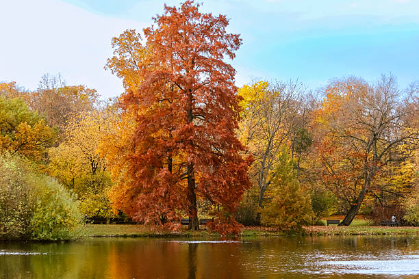 istock A tall orange tree reflected in a calm pond surrounded by vibrant fall foliage. 2244622271