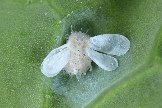istock Cabbage whitefly (Aleyrodes proletella) killed, infected by an entomopathogenic fungus. 2244622374