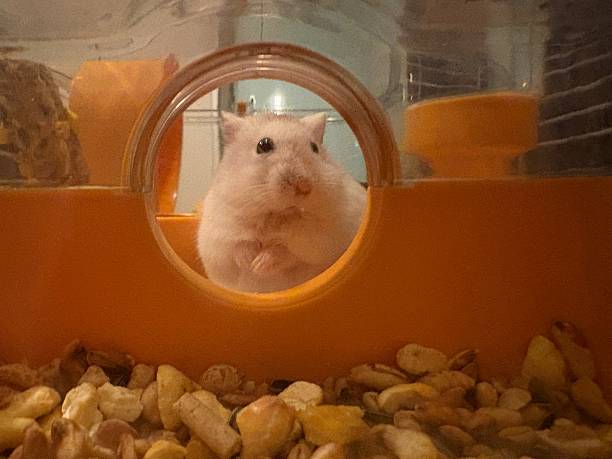istock Cute hamster on two feet on a yellow cage seen from a little hole 2244623465