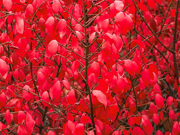 Colourful display of Dwarf Burning Bush plant  in autumn