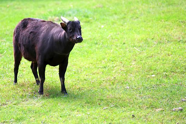 A serene image of a bull with a mix of brown and white fur lying on a vivid green pasture. Captured in natural lighting, this photograph showcases rural and pastoral tranquility.