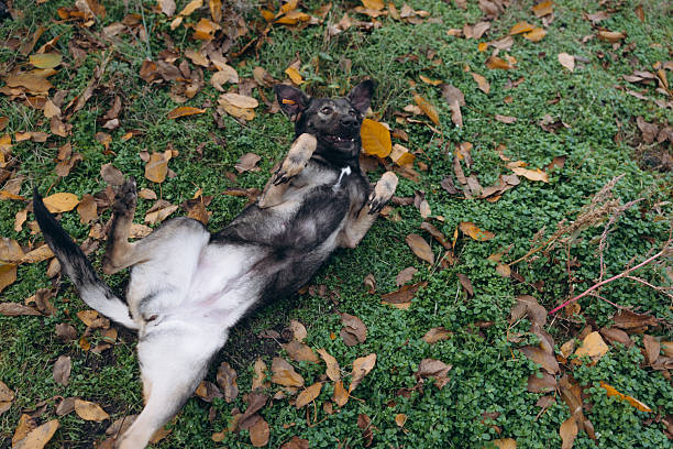 High-angle shot of a happy mixed-breed dog rolling playfully on its back on green grass and fallen autumn leaves, showing belly and joy.