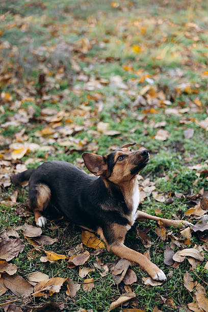istock Mixed-Breed Dog Lying Down Outdoors and Looking Up 2244632672