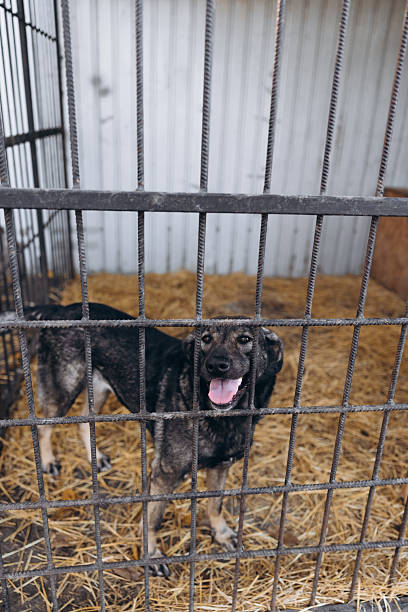 Mixed-Breed Dog In Shelter Cage Looking Out