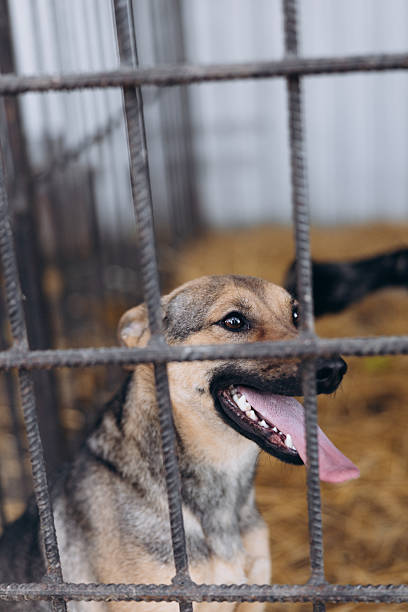 istock Happy Mixed-Breed Dog In Shelter Cage Close-up 2244632723