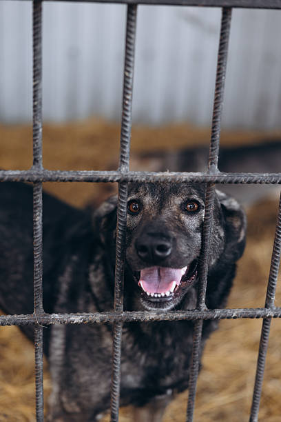 istock Close-up Dog Portrait Inside Shelter Cage 2244632732