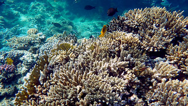 istock red sea coral reef snorkeling 2244632844