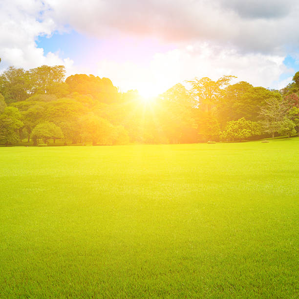 istock Sunrise in tropical park with green grass and beautiful trees. 2244632957