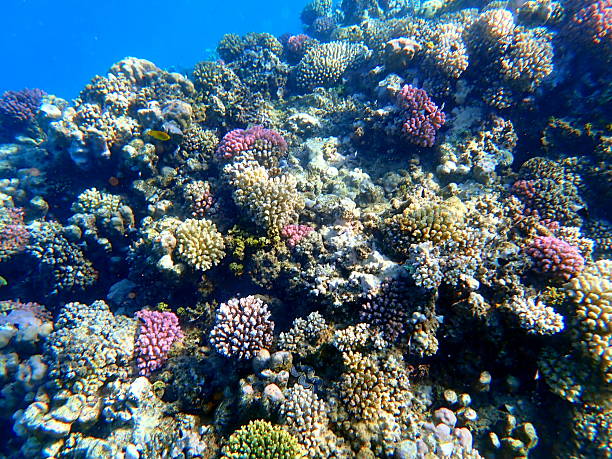 View of coral reef in Sharm El Sheik