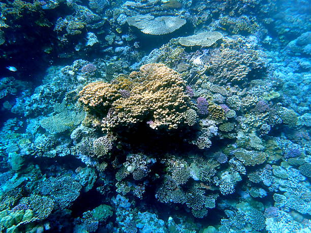 istock red sea coral reef snorkeling 2244633192