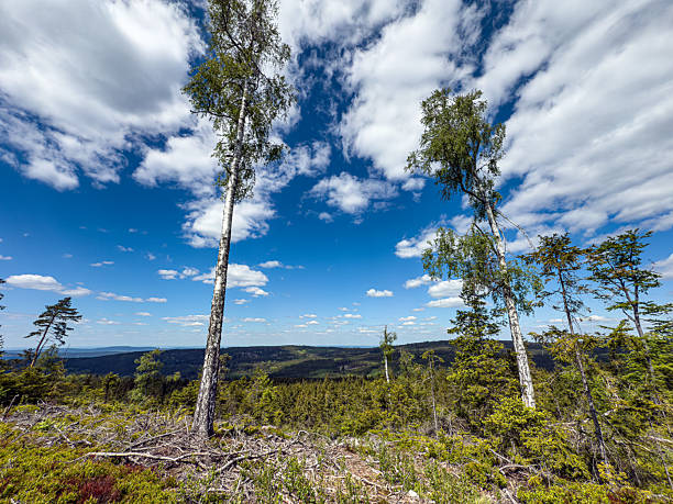 Koruna Hill peak in the Brdy Mountains, Czech Republic. Panoramic view of untouched forests, green hills and natural Central Bohemian scenery.