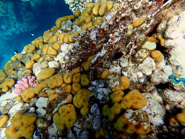 istock red sea coral reef snorkeling 2244634729