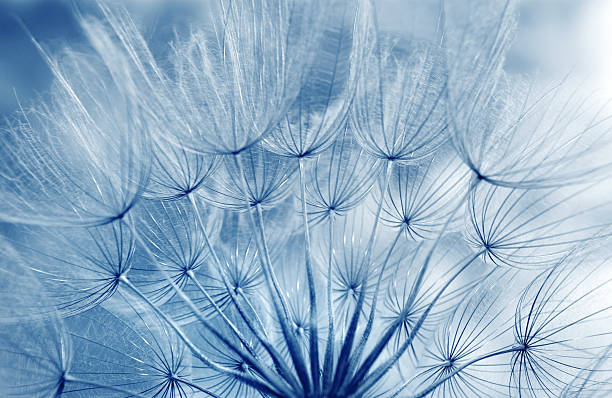 istock Blue abstract dandelion seeds texture background. Extreme macro. Soft focus. 2244635306