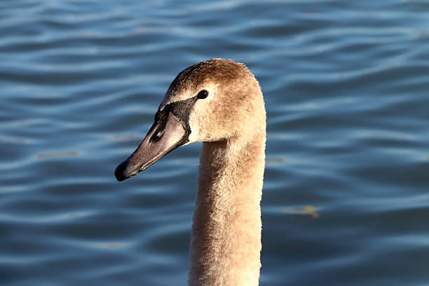 Close-up of a young swan against a background of calm blue water.