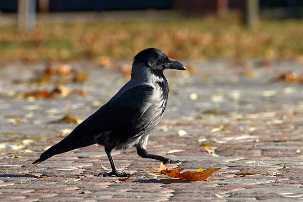 istock A crow among the autumn leaves. 2244635885