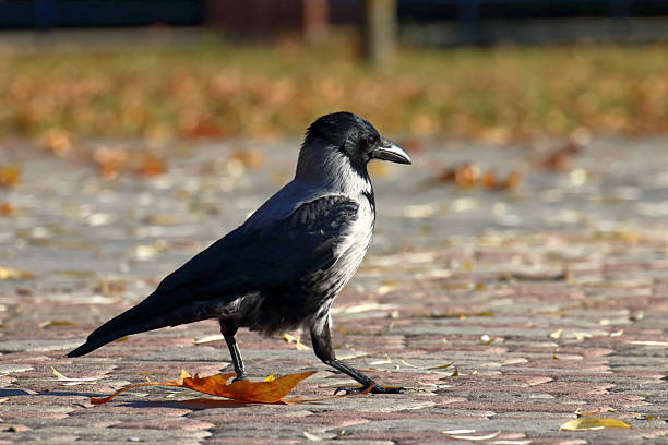 Close up of a crow looking at the camera, foraging for food.