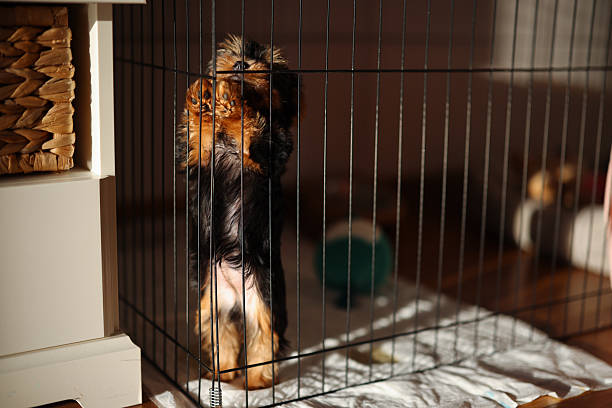 istock Yorkshire Terrier puppy inside a large cage play pen. 2244636102