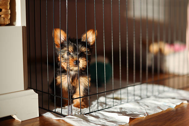 Cute pet dog staring