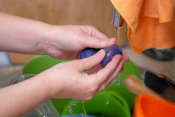 Female hands washing ripe plums under running water, perfect for food preparation tutorials and healthy lifestyle content.