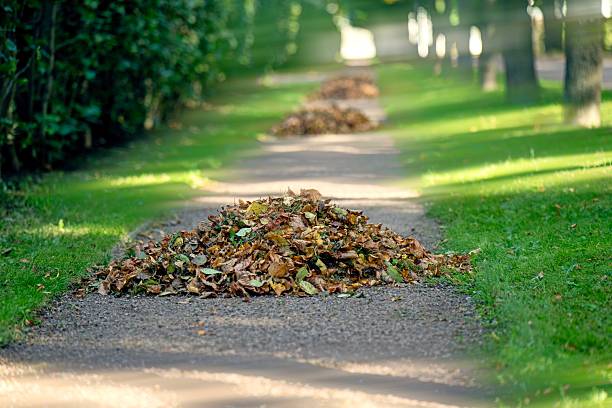 Neat piles of fallen leaves arranged on a park path between tree lines during autumn.