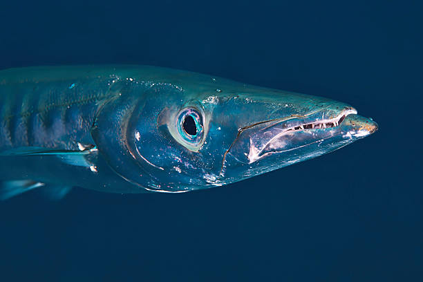 istock Barracuda (Sphyraena viridensis) head details in La graciosa island marine reserve (Canary islands, Spain) 2244637686