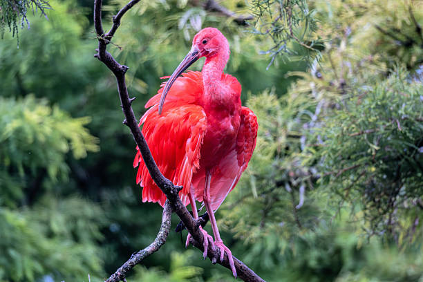 istock scarlet ibis (Eudocimus ruber) on a branch 2244638964