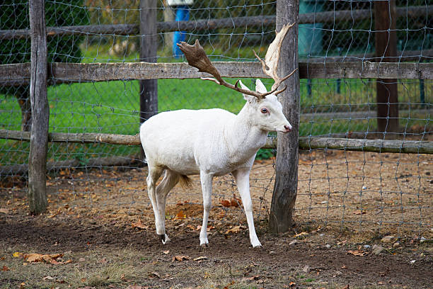 A male fallow deer of an unusual white color