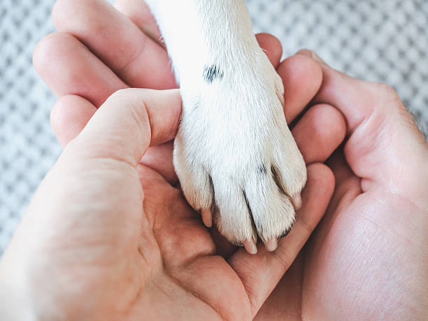 istock Dog's paws and human hands. View from above 2244641200