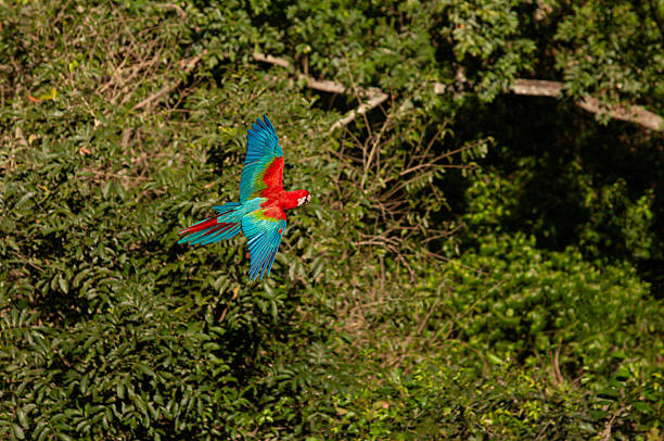 Close-up of Yellow-naped Amazon (Amazona auropalliata) parrot.