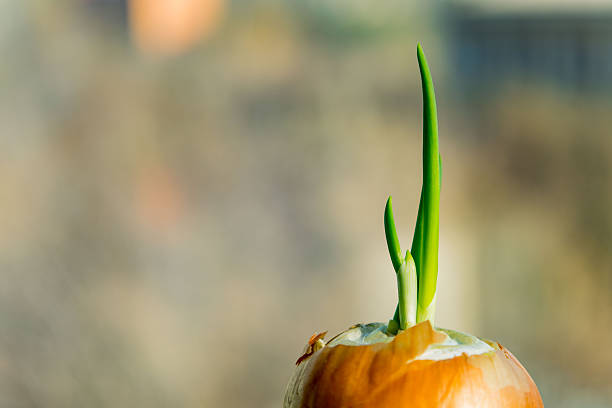 Photo of Fresh New Green Grass on the pot against black background.  Wheat germination and growing time lapse. Wheat is a grass widely cultivated for its seed, a cereal grain which is a worldwide staple food. The many species of wheat together make up the genus Triticum; the most widely grown is common wheat. The archaeological record suggests that wheat was first cultivated in the regions of the Fertile Crescent around 9600 BCE. Botanically, the wheat kernel is a type of fruit called a caryopsis. Wheat is an important source of carbohydrates. Globally, it is the leading source of vegetable protein in human food, having a protein content of about 13%, which is relatively high compared to other major cereals but relatively low in protein quality for supplying essential amino acids. When eaten as the whole grain, wheat is a source of multiple nutrients and dietary fiber.