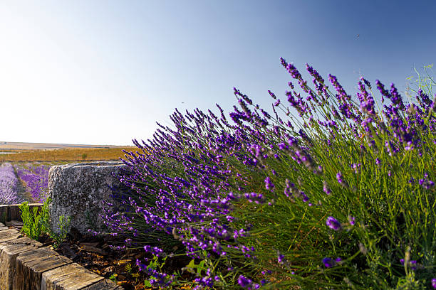 Lavender rows stretch across a sunlit countryside, vibrant purple blooms under a clear blue sky offering a tranquil, fragrant summer landscape ideal for nature and agriculture themes