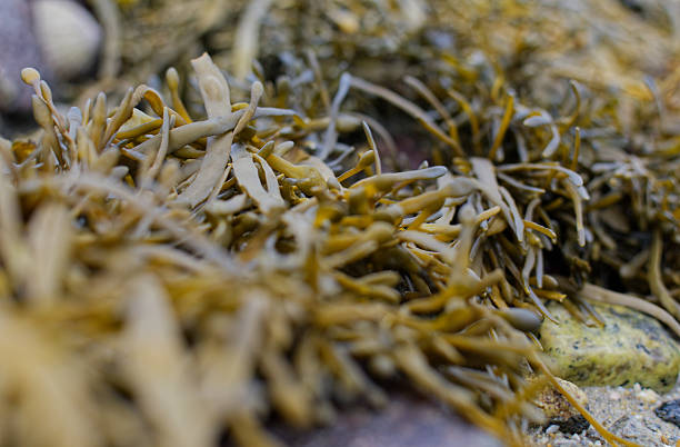 istock Close-up of fresh brown seaweed 2244647669