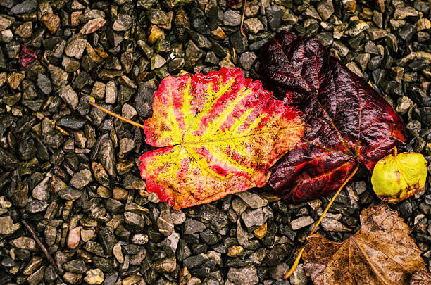 The colorful leaves showcase the beauty of fall, contrasting with the dark, wet stones