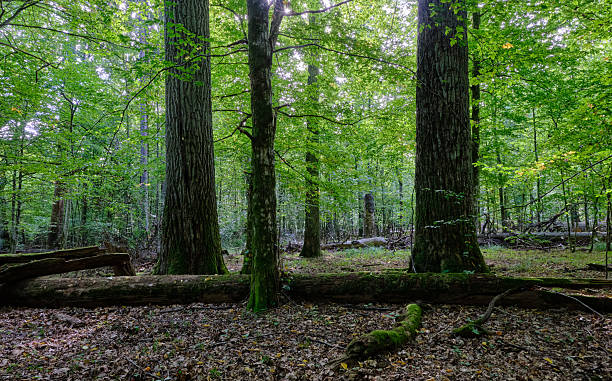 istock Dense mixed forest with lush understory and natural vegetation in summer light 2244649384