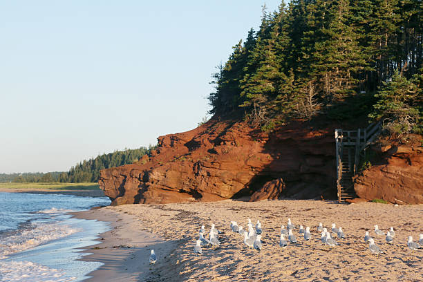 Red sandstone cliffs and caves of Prince Edward Island National Park with its sandy beaches and coastal landscapes.