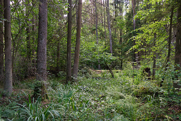 istock Dense mixed forest with lush understory and natural vegetation in summer light 2244649621
