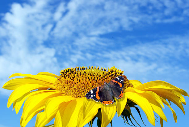 istock Sunflower and butterfly against the blue sky. copy space 2244650854