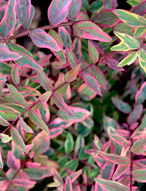 istock Tricolor St. Johns Wort 2244651168