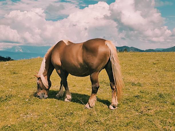A strong brown horse with a blonde mane and tail grazes peacefully on a grassy mountain meadow. The scenic background features rolling hills, distant peaks, and dramatic white clouds against a blue sky. Perfect image for themes of nature, freedom, countryside life, or outdoor tranquility.