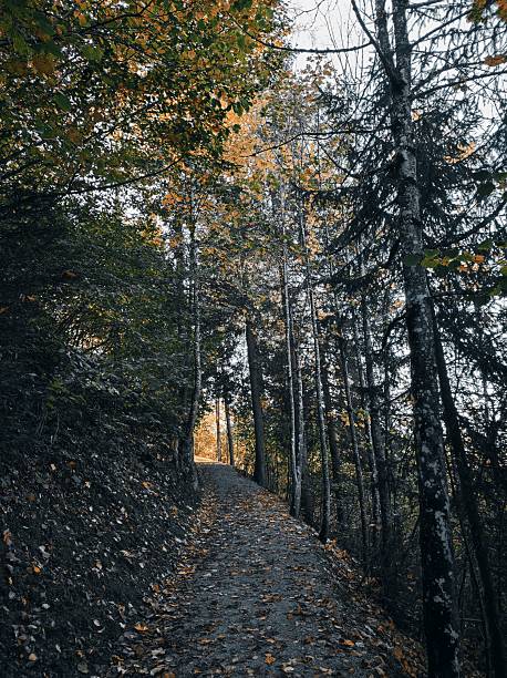Nature background of dreamy, fairy tale and beautiful jungle forest pedestrian footpath alley way place for walking in tunnel of old oak green trees light up with sun rays trough grass at sunset on spring day