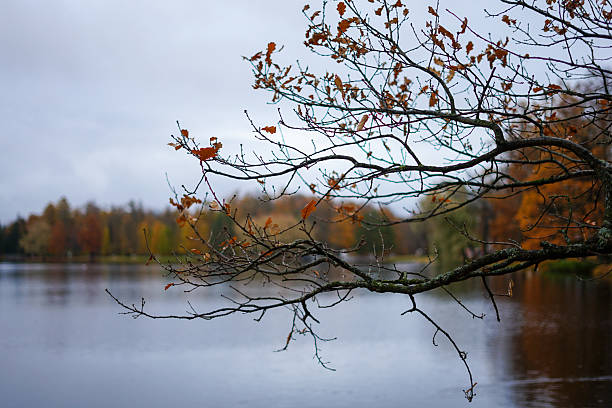 Autumn Lake View with Overhanging Branch and Fall Foliage