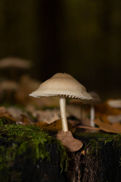 istock Group of mushrooms growing on tree bark with autumn leaves 2244655091