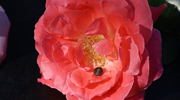 2025, animal, animal shell, animal wildlife, beauty, beauty in nature, blossom, blue sky, botany, cheerful, close-up, contrasts, coral, crawling, elegance, florida, flower, flower arrangement, focus on foreground, fragility, garden, glowing, green leaves, mirror, multi colored, nature, november, organic, peach, petal, pink color, reflection, romance, rose, rose colored, roses, saturated color, scenery, scenics - nature, sky background, small, snail, softness, spiral, sunbeam, sunlight, sunny, tropical flower, velvet, vibrant color