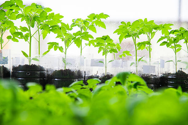istock Young tomato plants in pots 2244656060