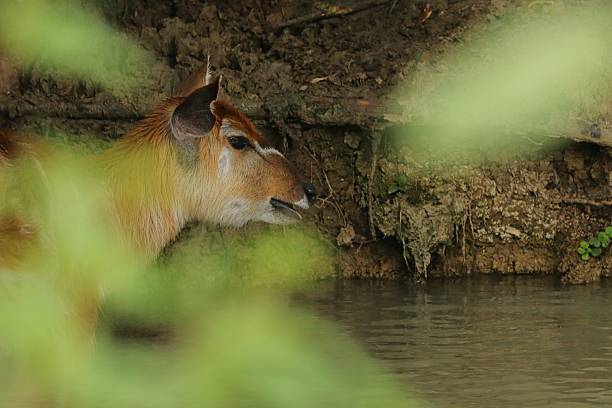 istock A Sitatunga hides in a wetland 2244656124