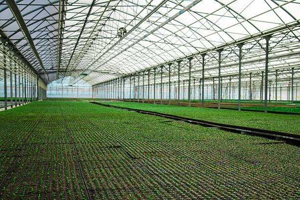 Many plants grow neatly in a greenhouse in a large pile