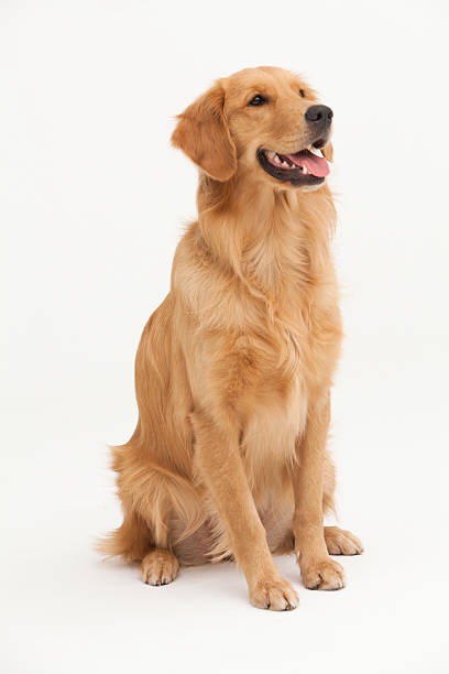 istock A Golden Retriever dog sitting 2244656307