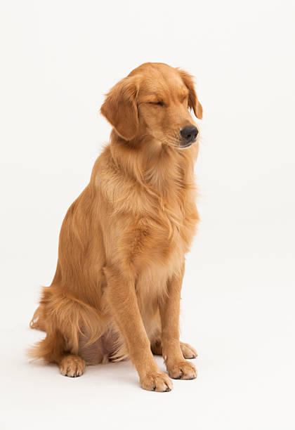 istock A Golden Retriever dog sitting 2244656312